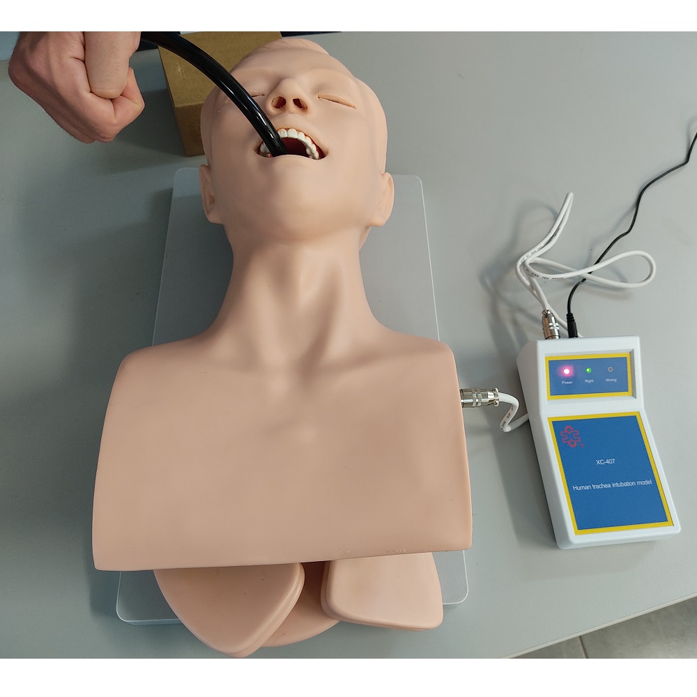 Human Trachea Intubation Model - Διερευνητική Μάθηση