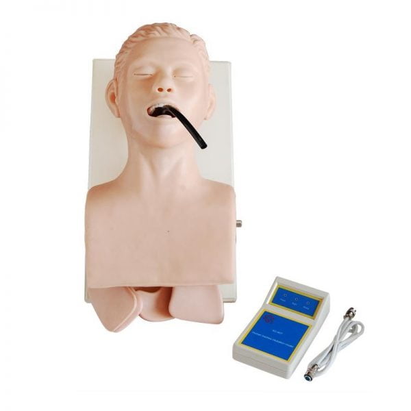 Basic CPR Training Model (Half Body) | Human Body | why.gr