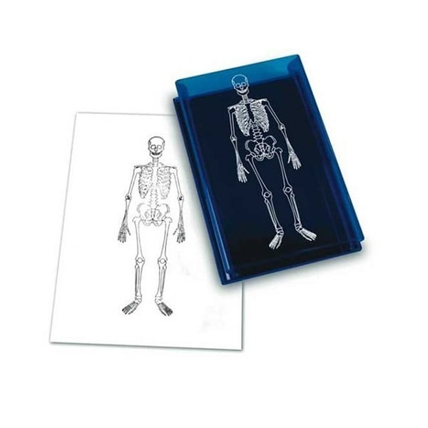 Human Skeleton 85cm - Διερευνητική Μάθηση