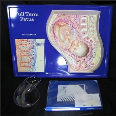 9 Month Fetal Model (in full development) - Διερευνητική Μάθηση