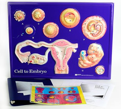 Μοντέλο Εμβρύου 4 Μηνών - Διερευνητική Μάθηση