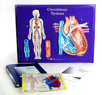 Circulatory System Relief Model - Διερευνητική Μάθηση