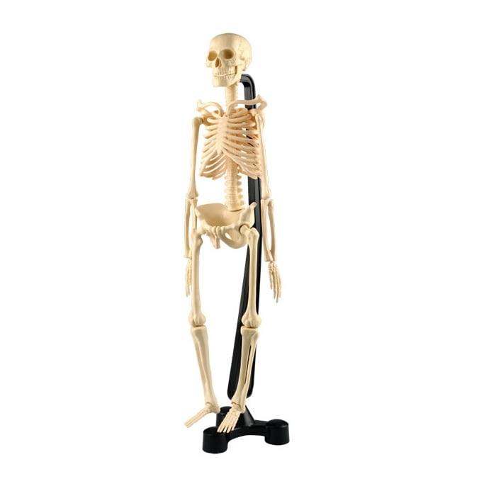 Σκελετός Mini 46cm με βάση - Mini-Skeleton 46cm - why.gr