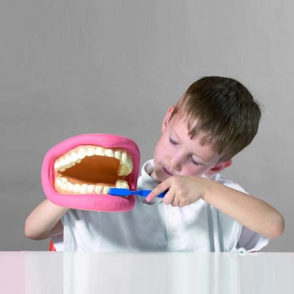 Μοντέλο Οδοντικής Φροντίδας | Ανθρώπινη Οδοντοστοιχία