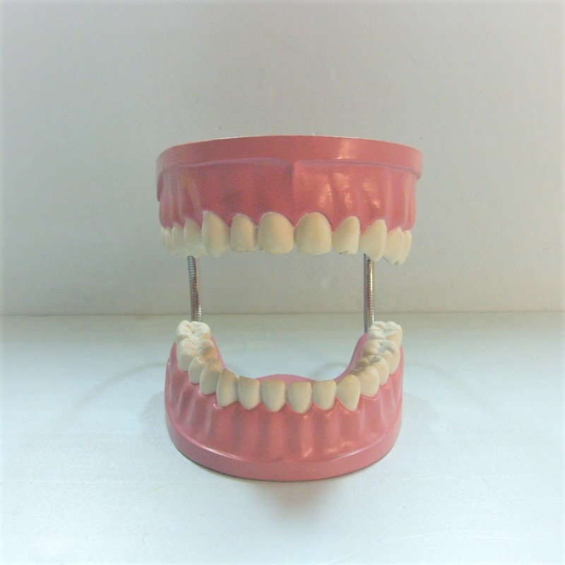 Μοντέλο Οδοντικής Φροντίδας | Ανθρώπινη Οδοντοστοιχία
