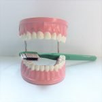 Giant Dental Care Model - Image 3