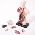 Human anatomy model 1/4 size 8pcs - Διερευνητική Μάθηση