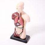 Human anatomy model 1/4 size 8pcs - Διερευνητική Μάθηση
