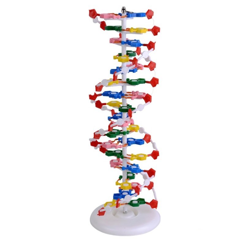 Μοντέλο DNA 60cm - Ένα πραγματικά ρεαλιστικό Μοντέλο DNA
