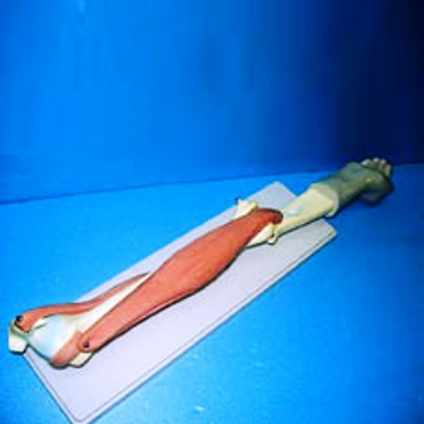 Μοντέλο Ανθρώπινου Δέρματος Μεγενθυμένο 105x | why.gr