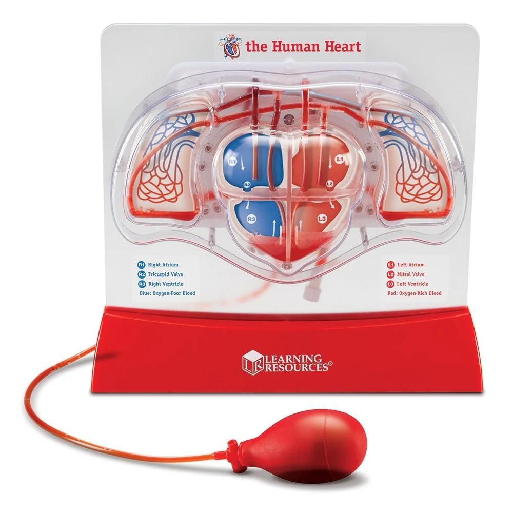 Μοντέλο Καρδιάς με αντλία χειρός - Pumping Heart Model