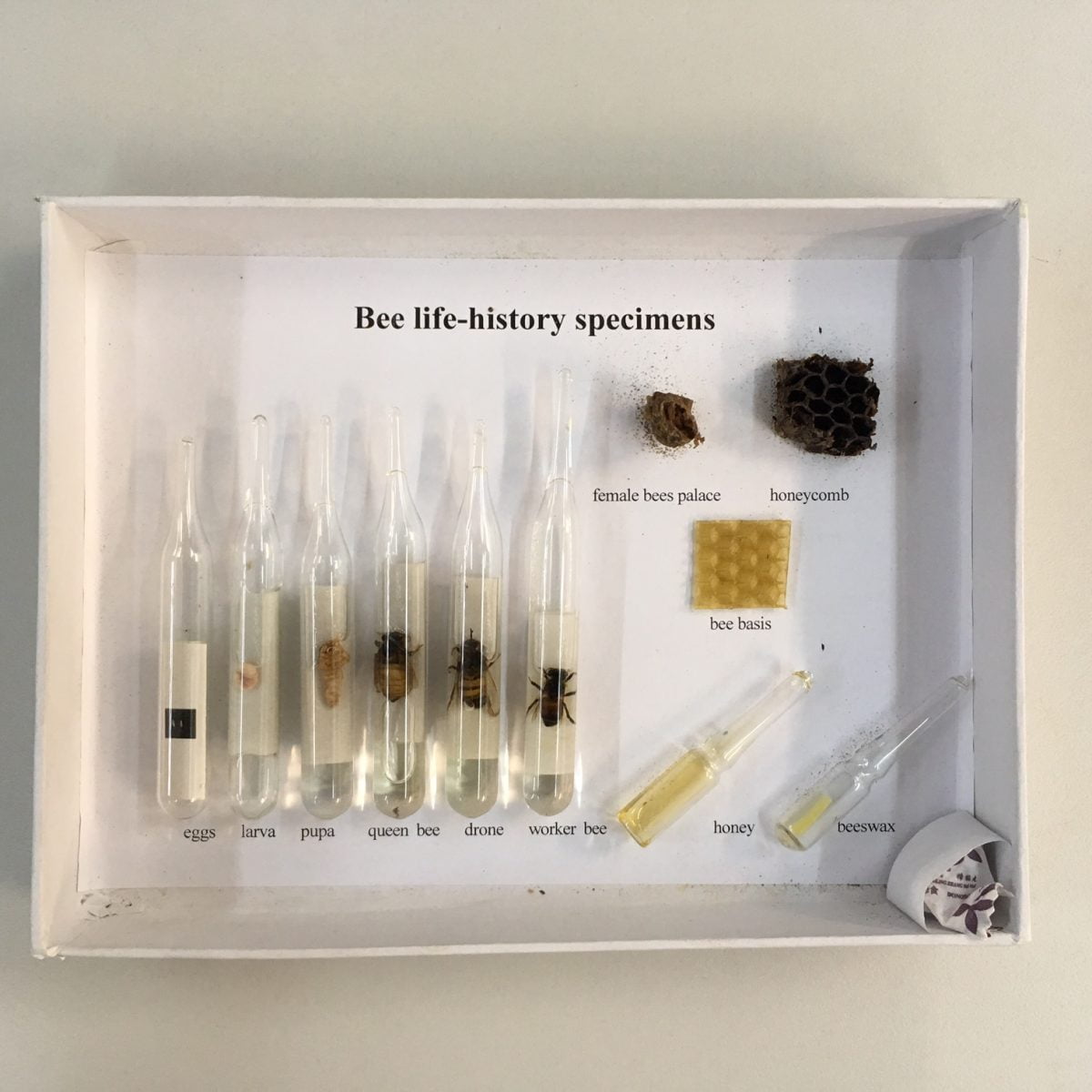 Bee Life Cycle (in test tubes) - Διερευνητική Μάθηση