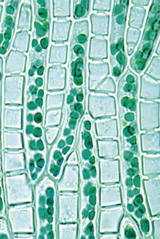 PLANT CELL (10 MICROSCOPE SLIDES) - Διερευνητική Μάθηση