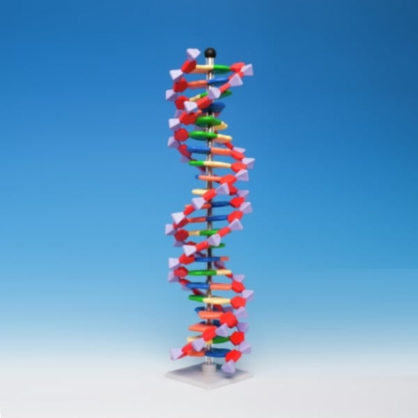 Μοντέλα DNA - Διερευνητική Μάθηση