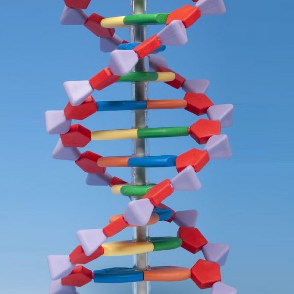 Μοντέλο DNA 60cm - Ένα πραγματικά ρεαλιστικό Μοντέλο DNA