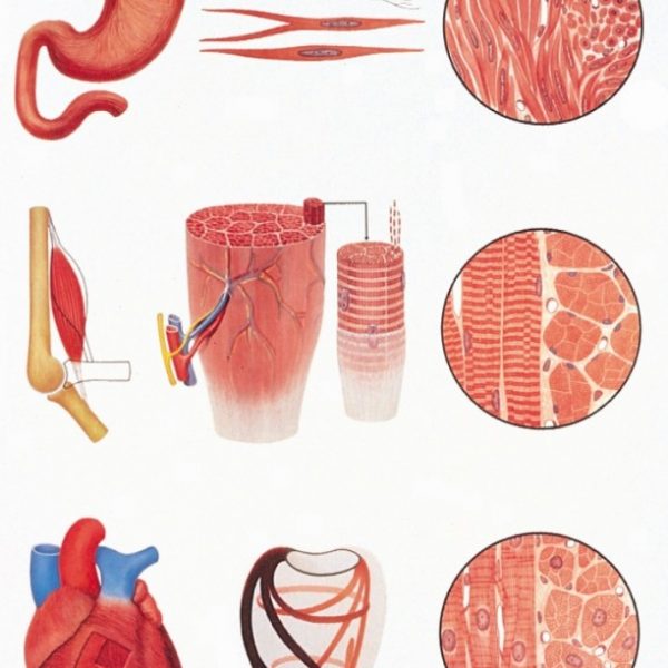 Anatomy Tables - Διερευνητική Μάθηση