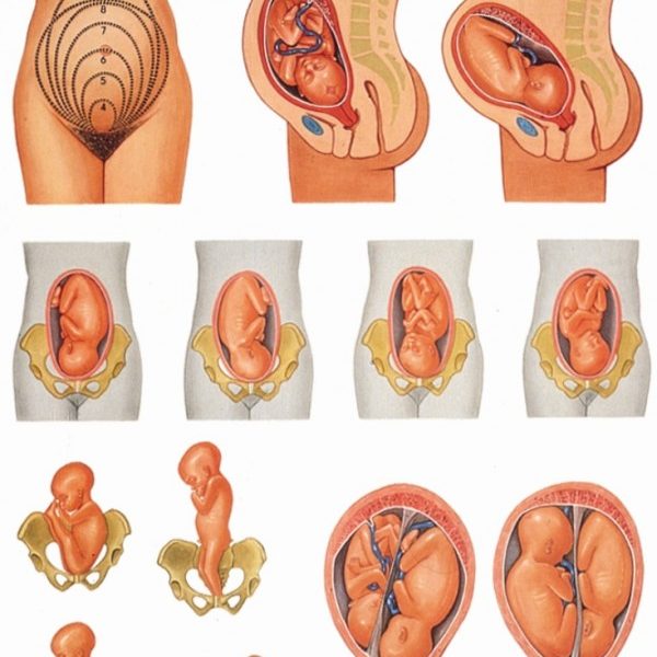 The Female Pelvic Organs Chart