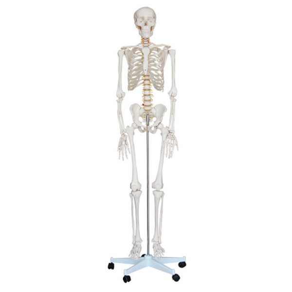 Σκελετός Ανθρώπινου Σώματος 85cm 1/2 Φυσικού Μεγέθους