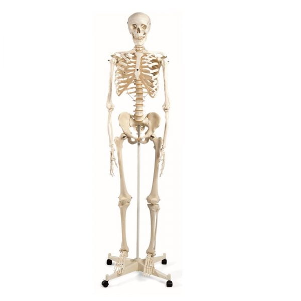 Σκελετός Ανθρώπινου Σώματος 85cm 1/2 Φυσικού Μεγέθους