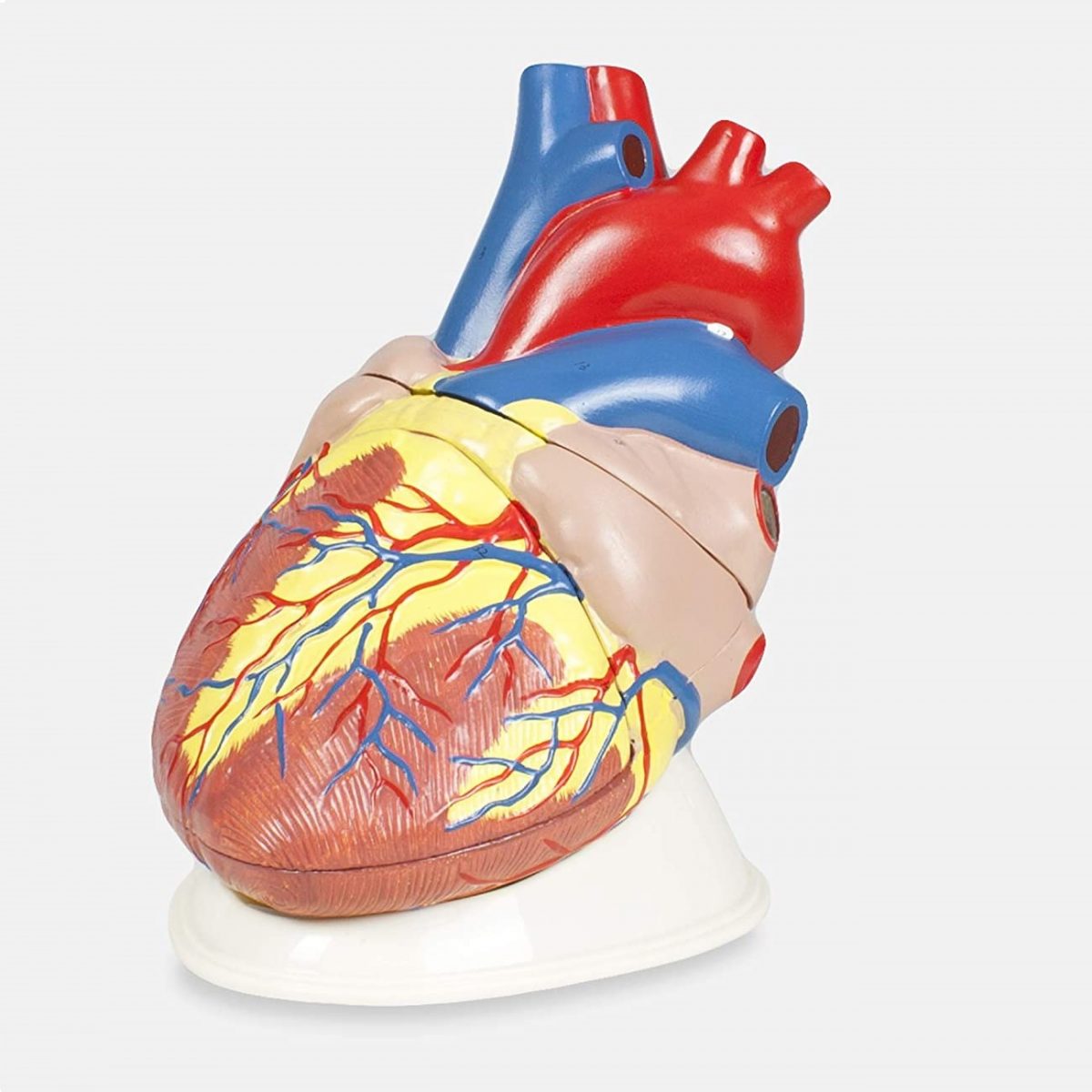 Μοντέλο Καρδιάς 4x - Βιολογία - Heart Model 4x - why.gr