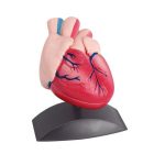 Heart Model small - Διερευνητική Μάθηση