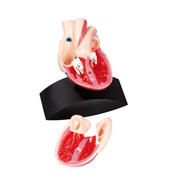 Heart Model 1:1 (Natural Size)
