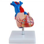 Heart Model 1:1 (Natural Size)