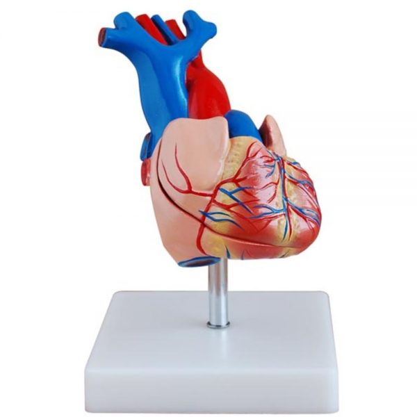 Heart Model small - Διερευνητική Μάθηση
