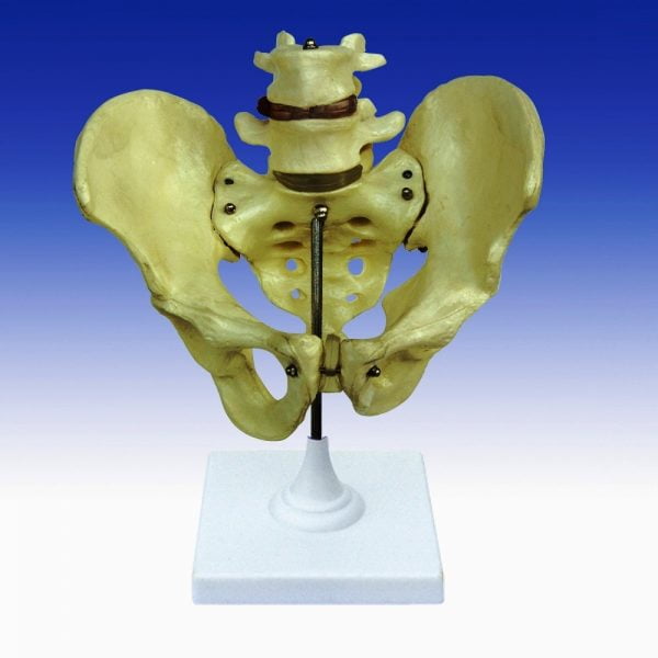 Σκελετός Ανθρώπινου Σώματος φυσικό μέγεθος 168cm