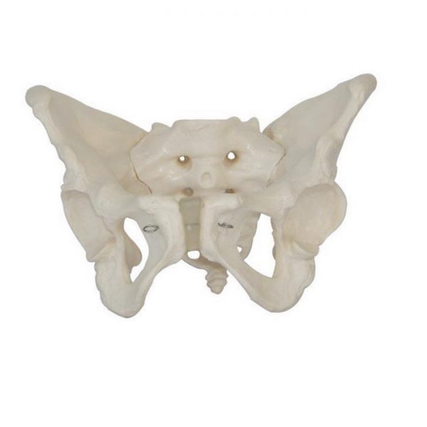 Mini Skeleton 45CM - Human Skeleton 45cm - why.gr