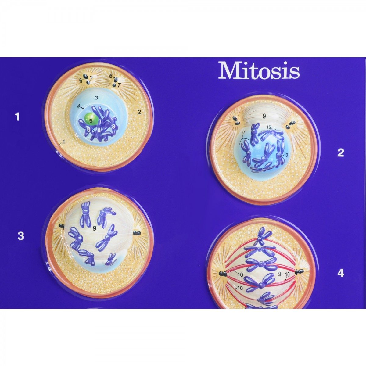 Mitosis Relief Model - Διερευνητική Μάθηση