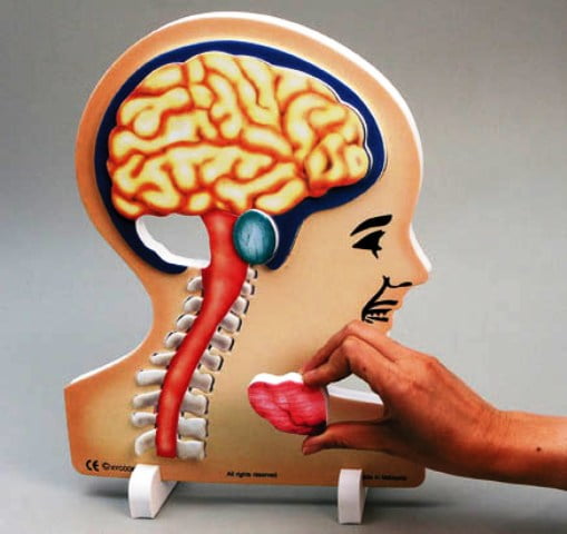 Μοντέλο Εγκεφάλου Foam Cross-Section | Διερευνητική Μάθηση