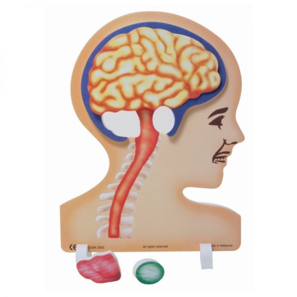 Μοντέλο Εγκεφάλου Foam Cross-Section | Διερευνητική Μάθηση