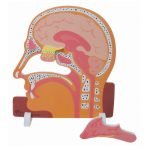 Human Nasal (nose) System Model Foam