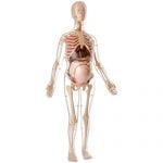 Pregnant Skeleton with Internal Organs (56cm)