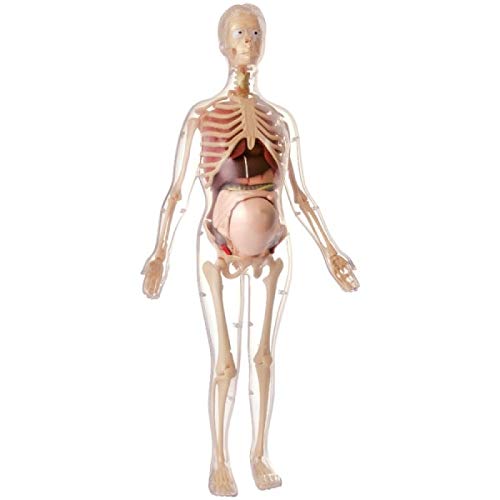 Μοντέλο Ανθρώπινου Δέρματος Μεγενθυμένο 105x | why.gr