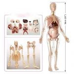 Pregnant Skeleton with Internal Organs (56cm) - Image 2