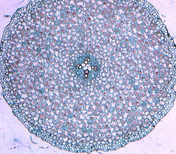 PLANT CELL (10 MICROSCOPE SLIDES) - Διερευνητική Μάθηση