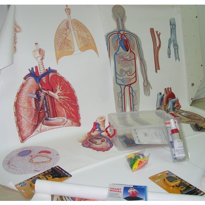 Human Body Systems – Classroom SET - Διερευνητική Μάθηση