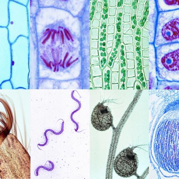 100 Kinds Microscope slides, packed in plastic box - Διερευνητική Μάθηση