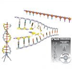 K’NEX Education DNA Replication and Transcription - Διερευνητική Μάθηση