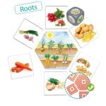 Where Does Food Come From?
