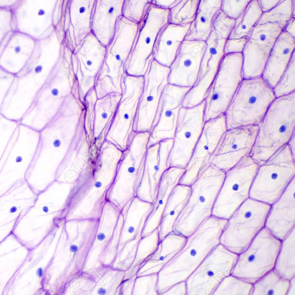 Pyrus (Microscope slide)