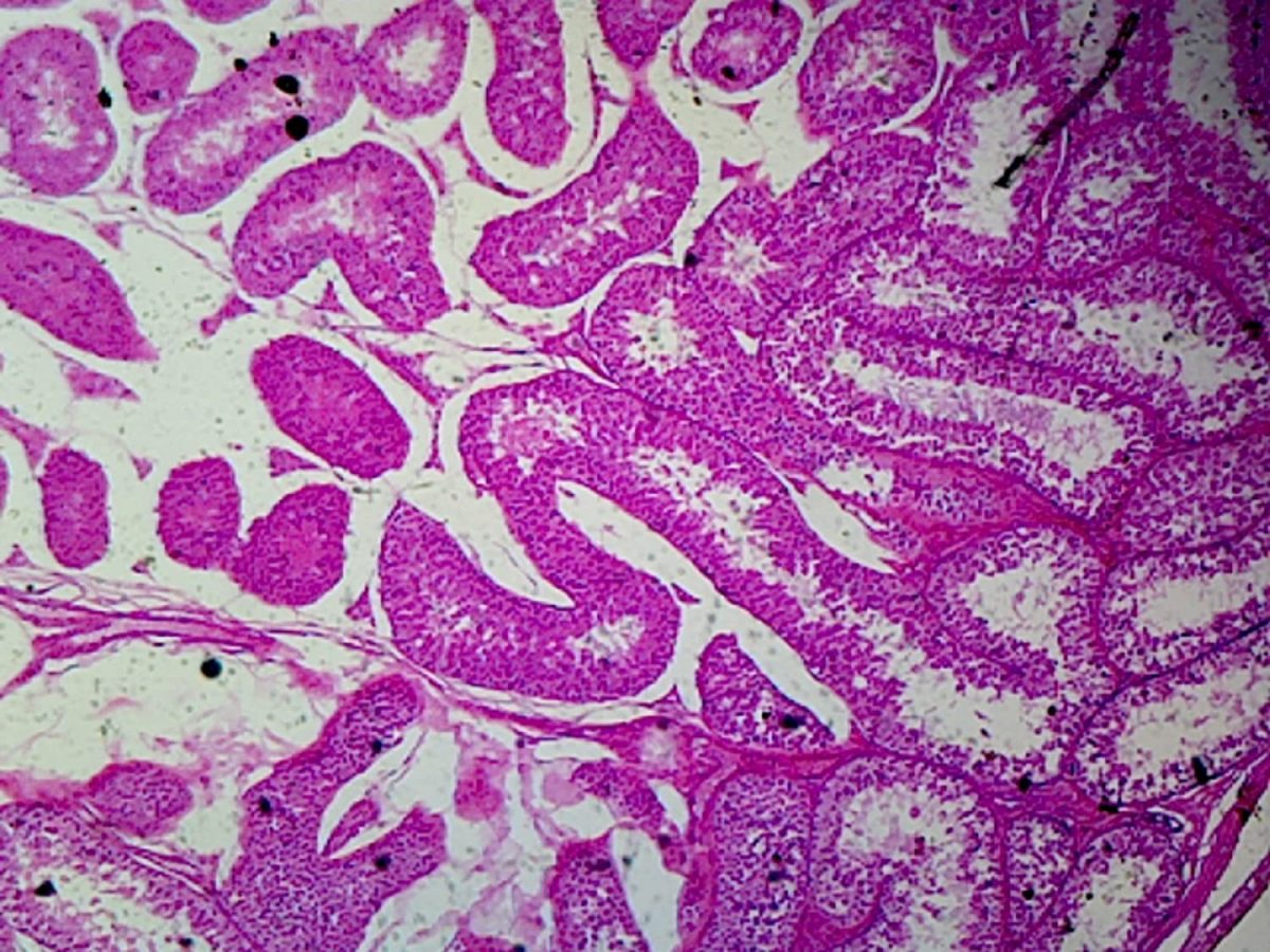 Testis of rabbit (Παρασκεύασμα Μικροσκοπίου)