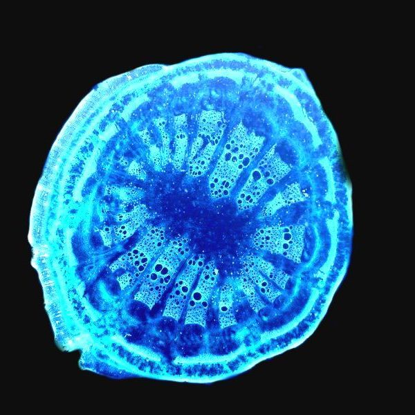Aristolochia birthwort old stem (Microscope Slide)