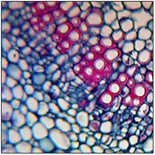 Syringa (Microscope slide)