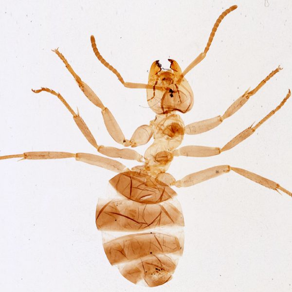 Araneus αράχνη (Παρασκεύασμα Μικροσκοπίου)