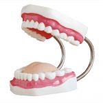 Dental Care Model With Cheek - Human teeth - why.gr