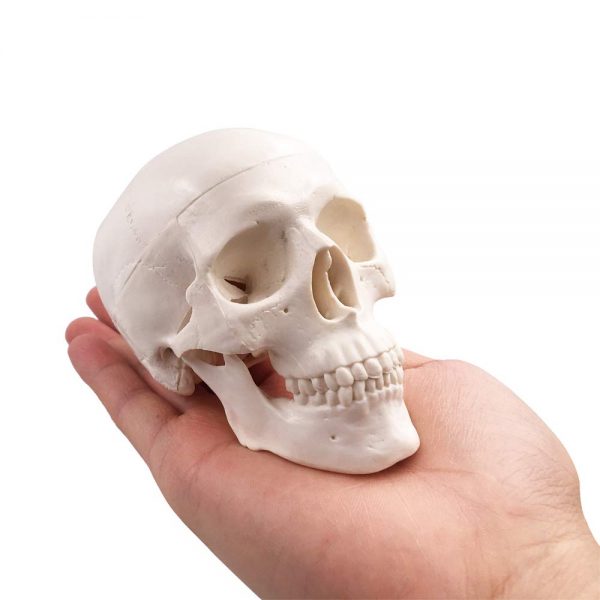 Ανθρώπινος Σκελετός - Διερευνητική Μάθηση