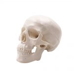 Κρανίο Ανθρώπου Mini - Human Skull Mini | Διερευνητική Μάθηση